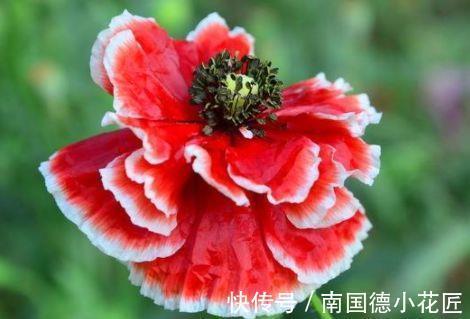 虞美人|9月2日-9月17日，庭院选这几款花，一盆可开千百朵，花开美轮美奂