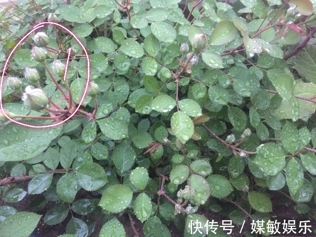 月季花的花苞多而担心开不了花3点养护月季开花大而不掉花苞
