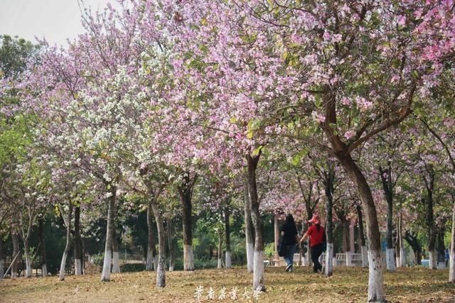 好家伙，这是什么偶像剧大学啊……