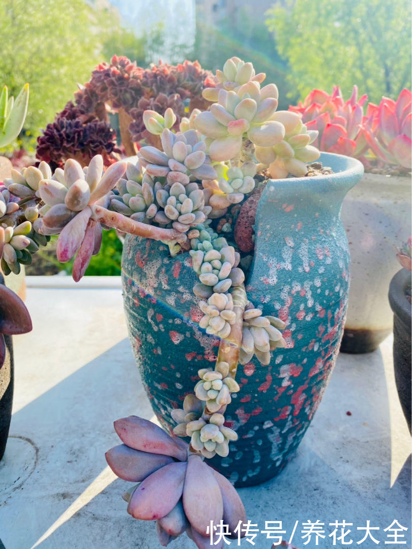 花盆选好了，花草活一半，现在就教你