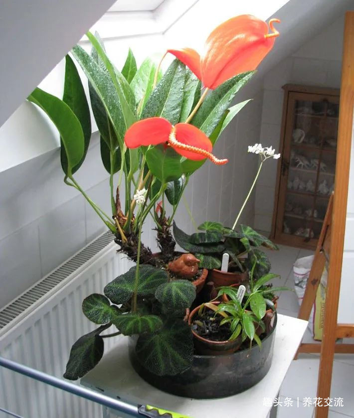 红掌和火鹤花是同一种植物花朵为啥会变绿,如何让它复花