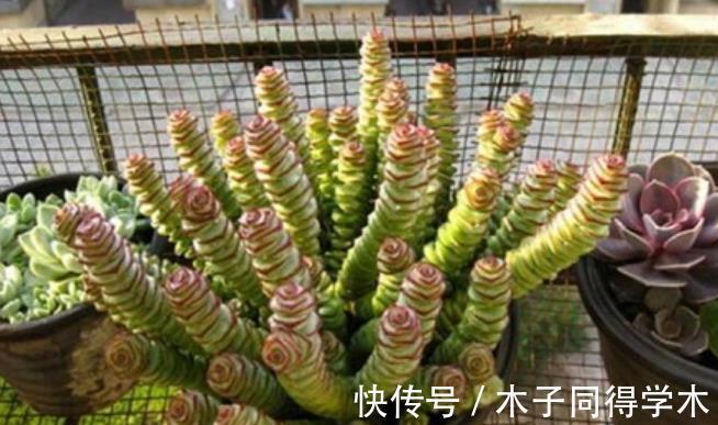 叶子|3种“自带钱”的漂亮花卉,摆在家里吉祥健康,是盆栽佳品