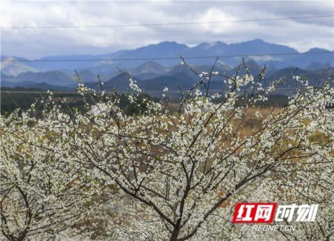道县李花园 赏花过大年