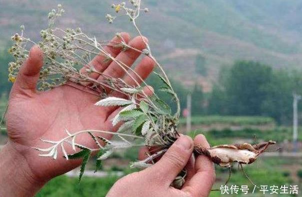 野菜|这种野草全身都是宝,嫩茎是野菜根部能生吃,价值高你见过吗?