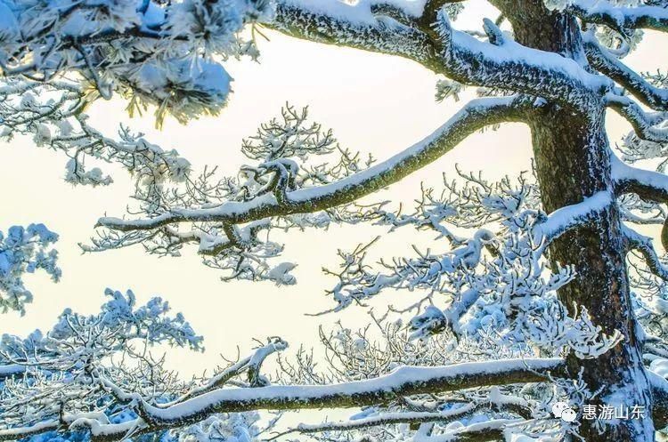 泰山银装素裹后石坞，雪松玉树赛仙境！