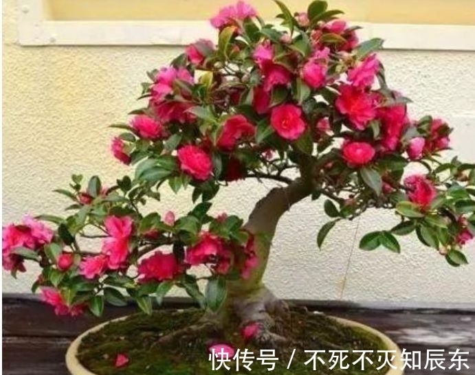 嫁接|冬天养花试试四款花，花开香飘溢满屋，阳台变温馨花园