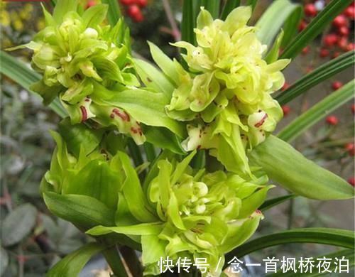 大唐盛世|这款兰花想养死都难,花型难得一见,曾被炒到百万,如今热度不减