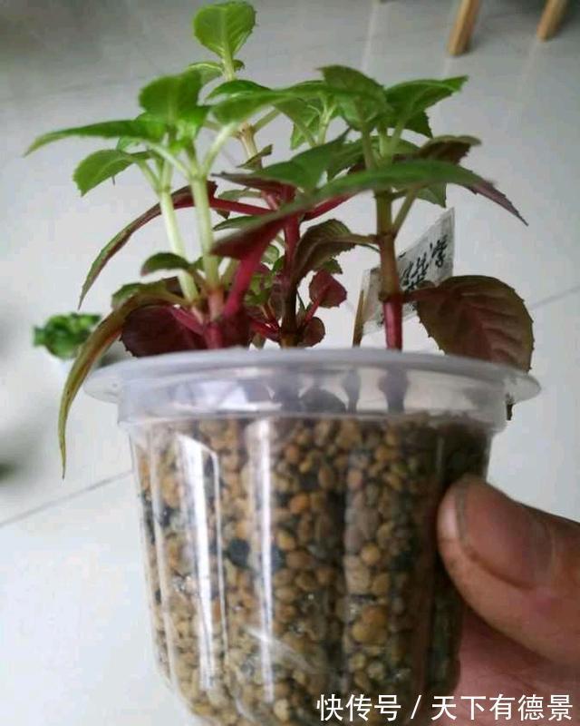 倒挂金钟|这种花，天热难活，赶紧扦插，年年都会有花开