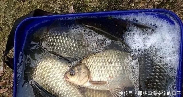 接二连三|冬天钓鱼很难这几种霸气钓法,板鲫接二连三,上个不停