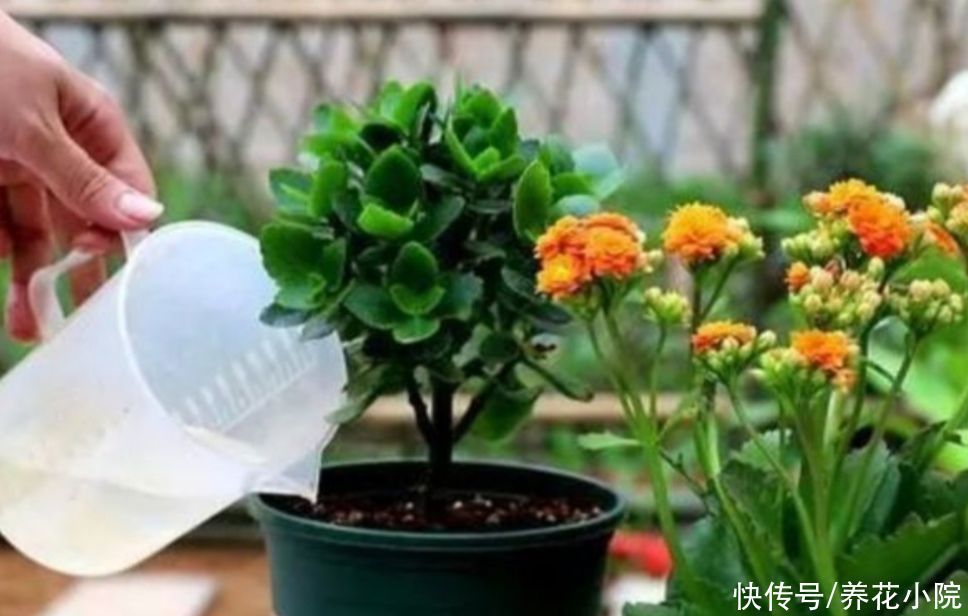 浇水|长寿花已经休眠，做到4个“不要”，安全度夏，秋天长得旺