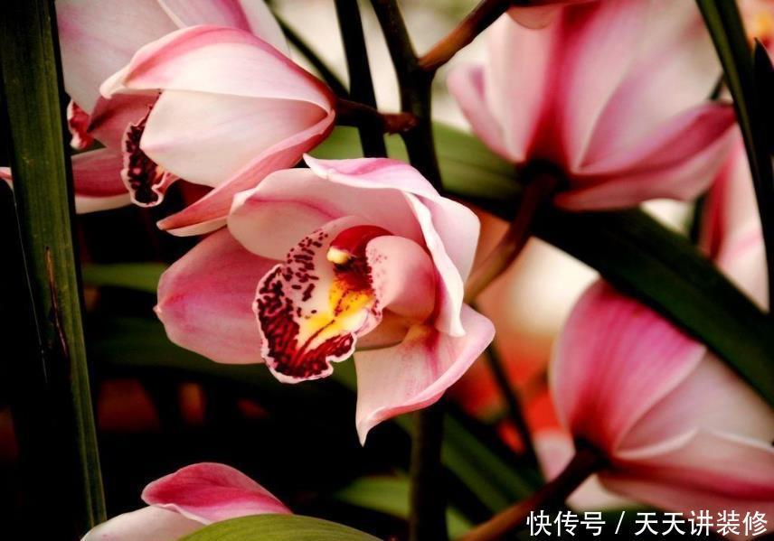 又雅又香又上档次，5种兰花推荐你，有面子