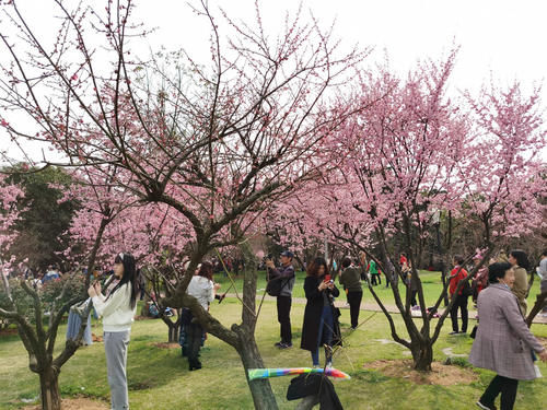 老年|长沙市中心的梅林，2万平米500株梅花盛开，比省植物园还美