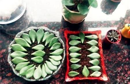 此3种花不用买,手勤快的人摘个叶子就长一棵,2个月长满盆