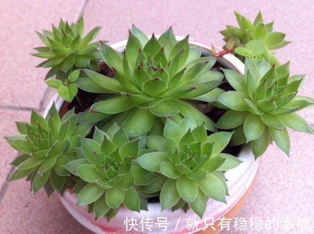 它堪称普货多肉之王,盆栽把控好5个细节,犹如朵朵盛开的莲花