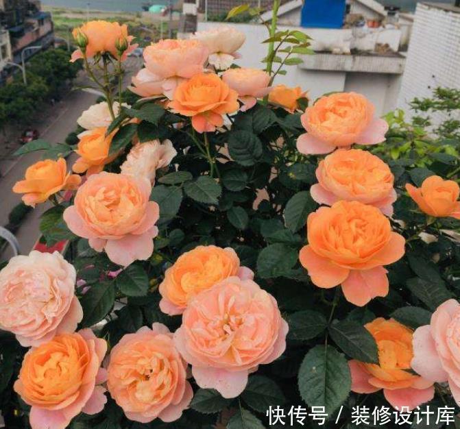 水层|把花种花盆里就像人穿鞋,适当“垫一垫”,才能透气不“捂根”