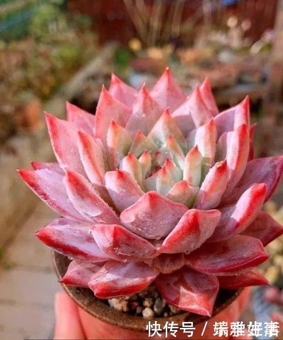 多肉|最萌不过粉色,这10款粉色系多肉,各有各的美,哪种能“粉”到你