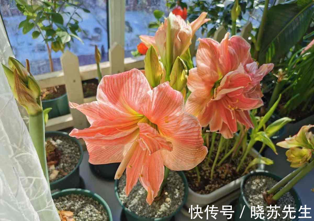 一个大疙瘩,开花“比脸大”,养朱顶红的5个窍门,年年开大花