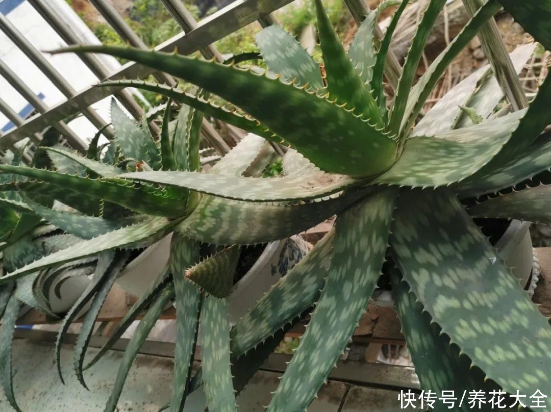 10种花要控水,天热反而不能浇,一浇水就死