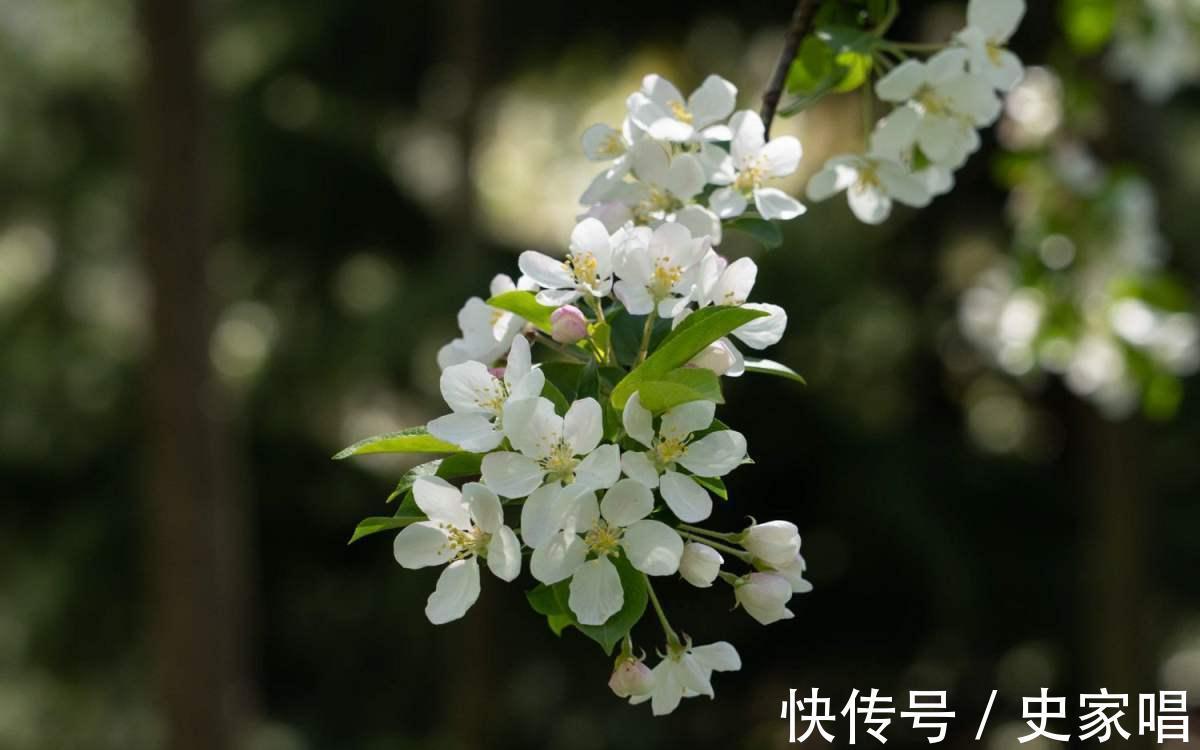 海棠花|4种花现在是反季节，买回家就是交“智商税”，白花冤枉钱