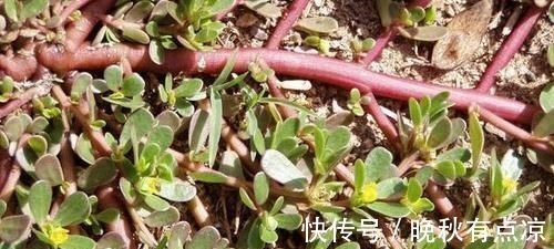 马齿笕|5种让人头疼的“害草”，个个都是“抗癌王”，比蒲公英好100倍