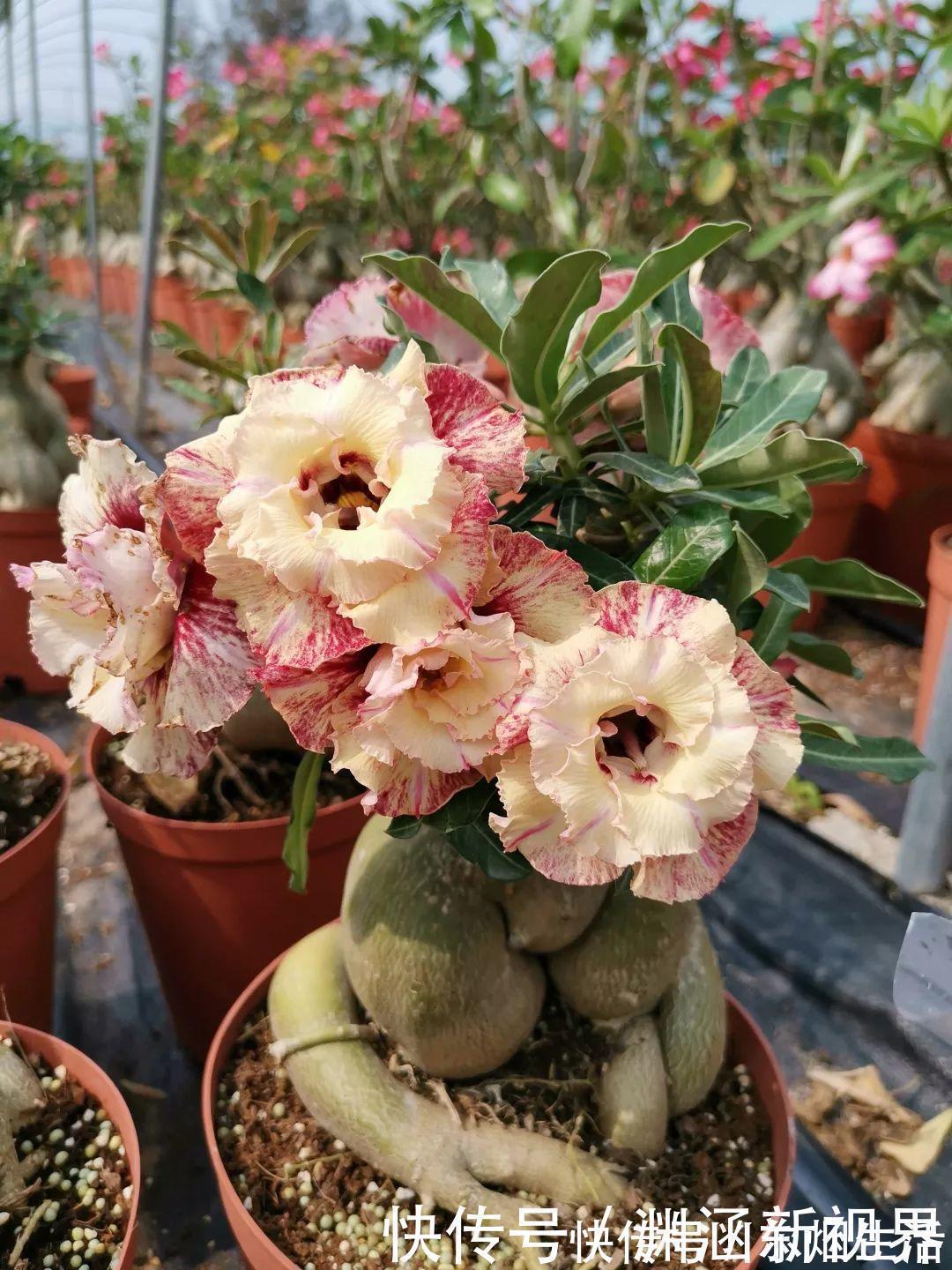 会养花的人都选它，耐旱又好活，2年养成小树桩！