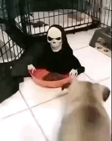 |搞笑GIF:谁被咬谁埋单我能一个人按到只剩最后一颗