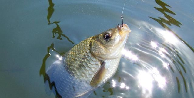 不宜|冬钓时,这三个位置不宜考虑,莫不信,老司机们都晓得,不学亏了