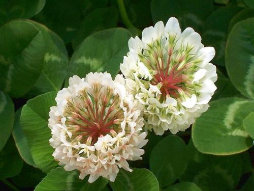 喜欢菊花,不如养盆车轴草,花开赛菊花,美不胜收,寓意吉祥好养