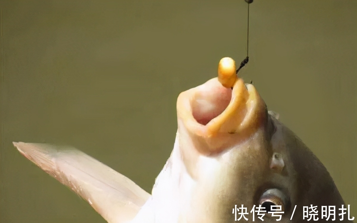 弄明白调一目钓二目的两种鱼钩状态,钓灵钓钝都很容易