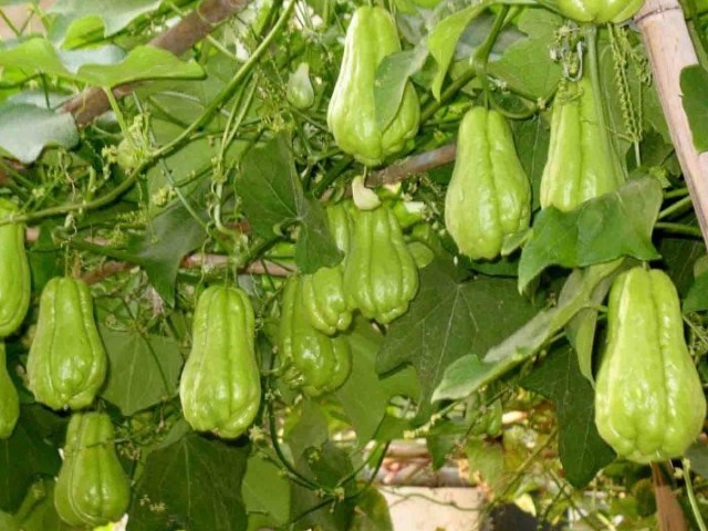 不育之症|农村有一种长相奇特的瓜,是心脏的“保护神”,常吃还能提高智力