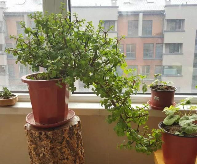 此花养上3、5年,给''1万''都舍不得卖,聪明养花人的首选