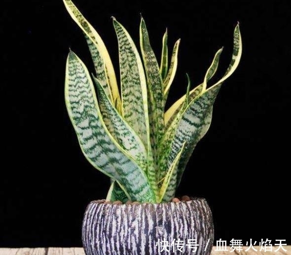 3种在冬天会“假死”的花,别急着丢掉,做好保暖,春天疯长不停