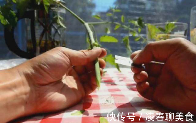 土豆|土豆嫁接西红柿，花盆长满土豆，枝上挂满西红柿，换着吃，特新鲜