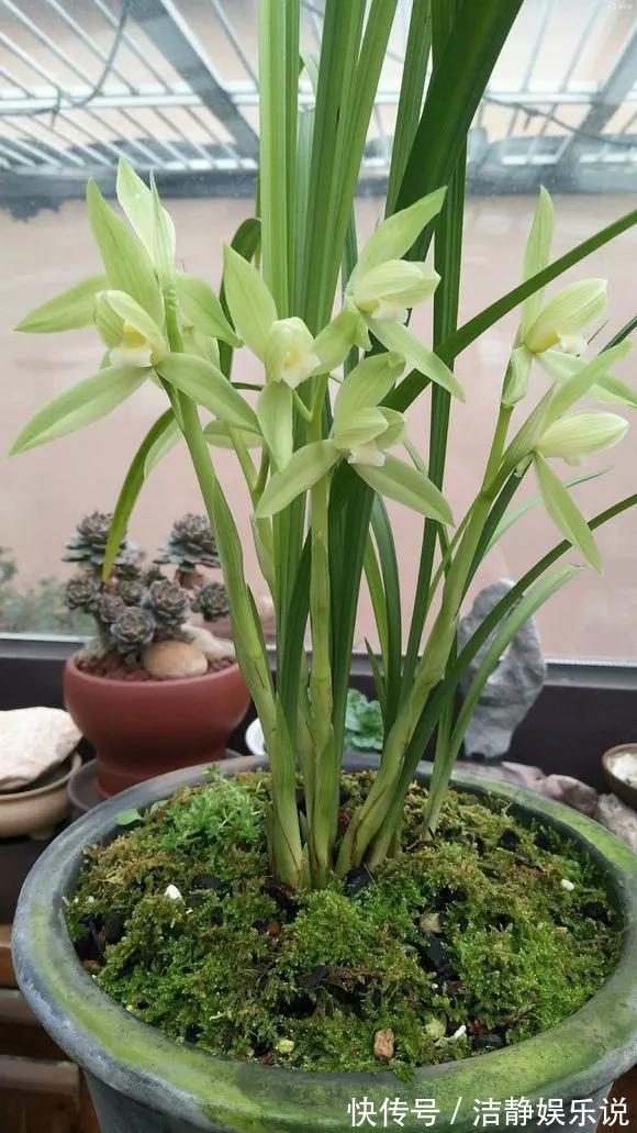 3种花“品味高”,放在家里有档次,格调高雅都说好看!