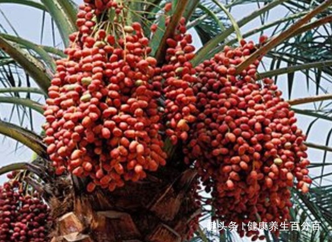 可溶性纤维|入冬后,每天当零食吃几颗,便秘好了,气血足了,肝越来越干净