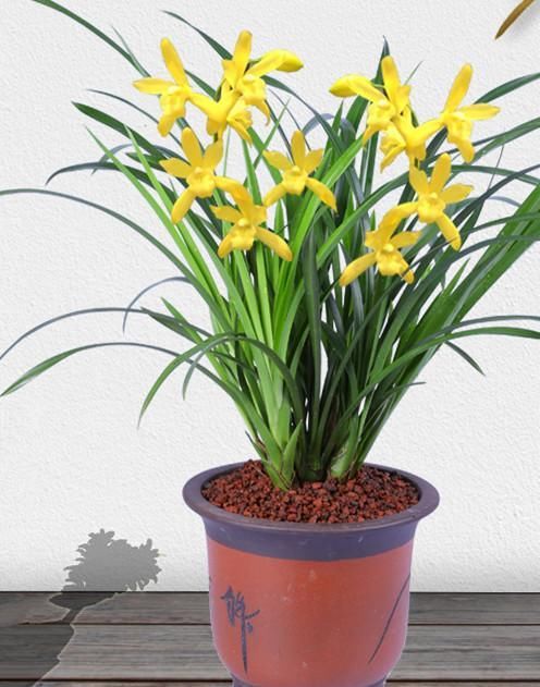  黄花素|这款兰花性价比极高，香味浓、花色艳、颜值高，价格便宜还很好养