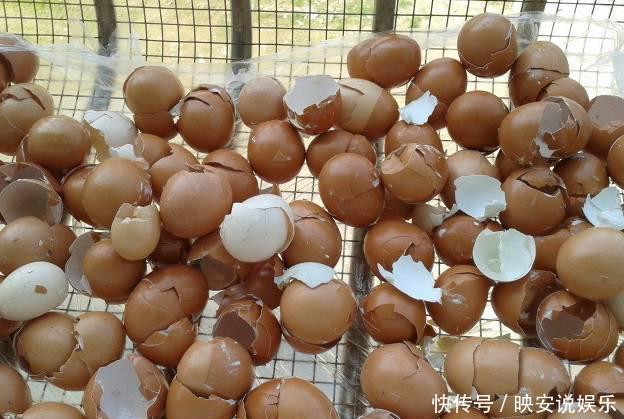 鸡蛋|一个鸡蛋扔进一盆花一整年，全年不施肥还开花不断，怎样做到的