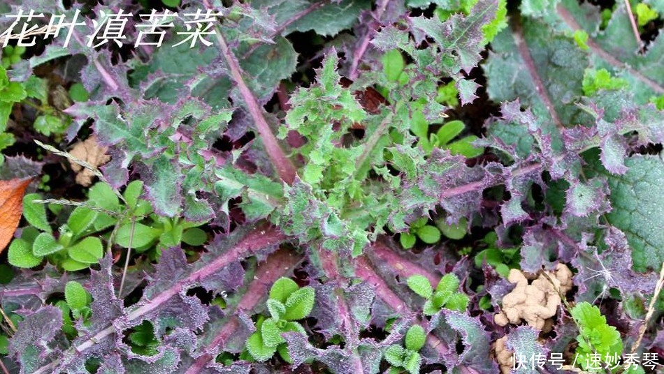 野生苦菜知多少，看图识苦菜