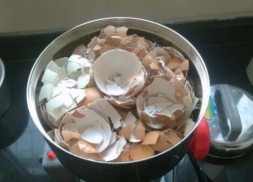 鸡蛋壳|拿到蛋壳别急着养花,按“这要求”处理,给植物施肥才不出问题