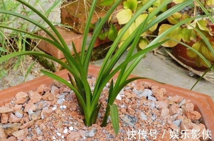 植物|路边上的3样“玩意”，丢盆里，让土壤10年不板结，花卉蹭蹭长！