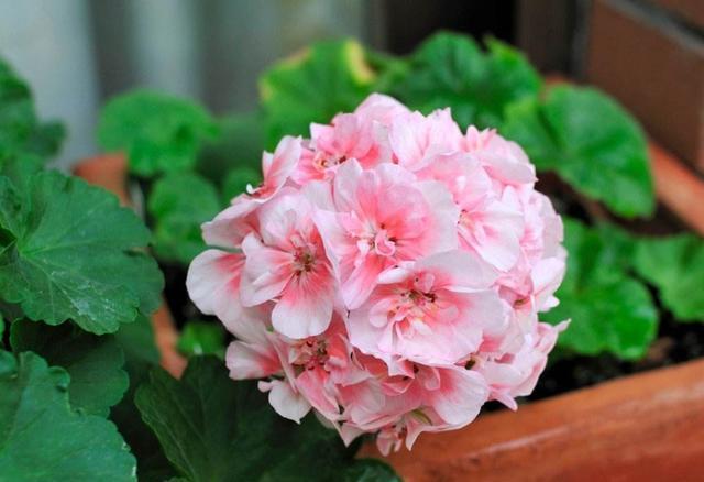 适合冬季养的花，好活易爆盆，花期特别长，对待新手很友好