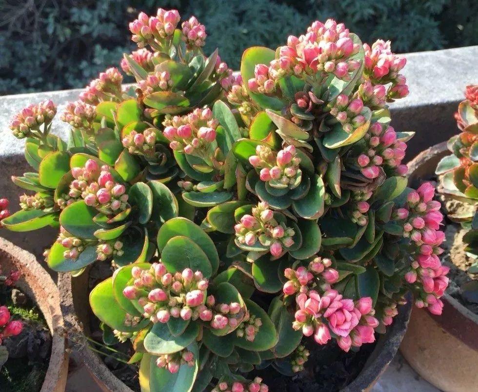 入冬后,这些花别折腾,越折腾越死