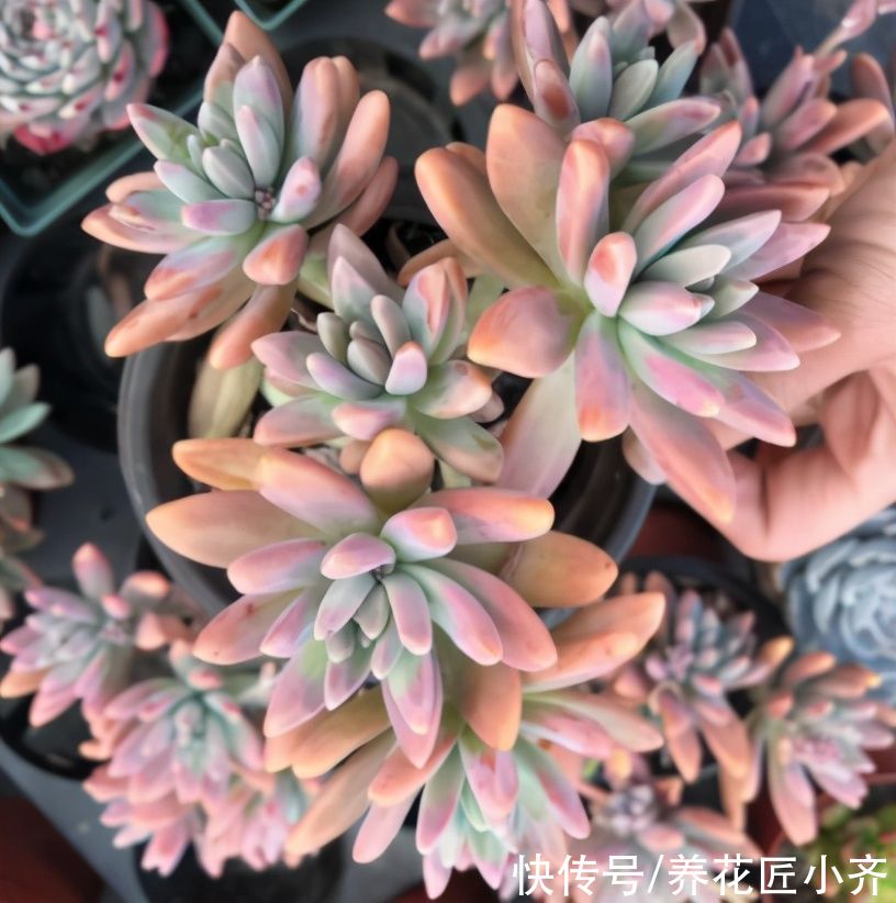 想养多肉不会养？5种多肉好养，给它时间，它会“惊艳”到你