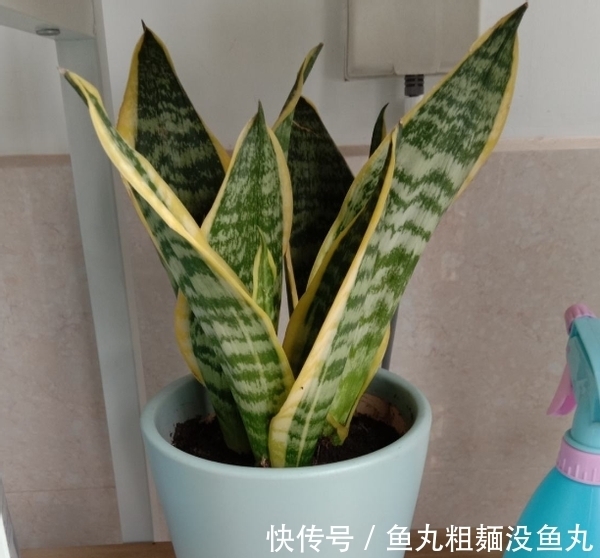 植物|养花为什么要换盆，什么时候换盆，怎么换盆才合适？