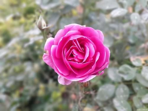 月季花在花期能够开出漂亮的花，需要满足4个条件，缺1条都不行