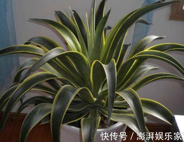 甲醛|养2种花，放客厅能“吸毒气”，夏天多养2盆，赶走室内“甲醛”