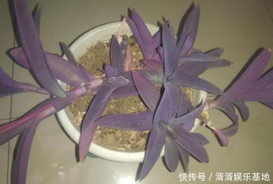 重视健康不喜欢运动在家养紫竹梅，注意3点净化作用明显