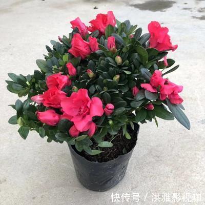 冬季|到了冬季就盆栽这7样花卉,耐寒能力强,开花美丽又喜庆