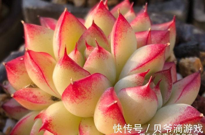 多肉|刚入坑的新手,不要错过这6款多肉,好养不说,冬天还能轻松变美