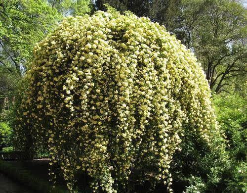 院子再小也要养棵它,开花美艳大方,香气浓郁清新,邻居看了羡慕